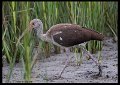 _9SB1244 juvenile white ibis